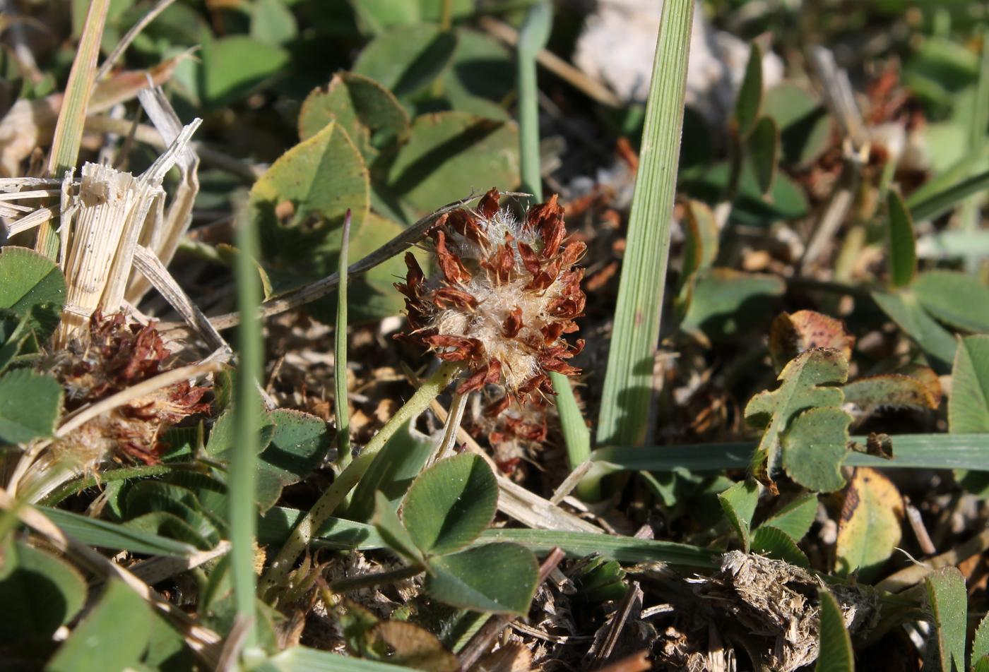 Image of Trifolium fragiferum specimen.