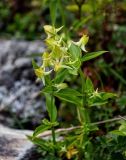 Halenia corniculata. Верхушки побегов с соцветиями. Сахалин, Корсаковский гор. округ, пик Чехова, ≈ 900 м н.у.м., каменистый склон. 17.08.2022.