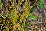 genus Cuscuta