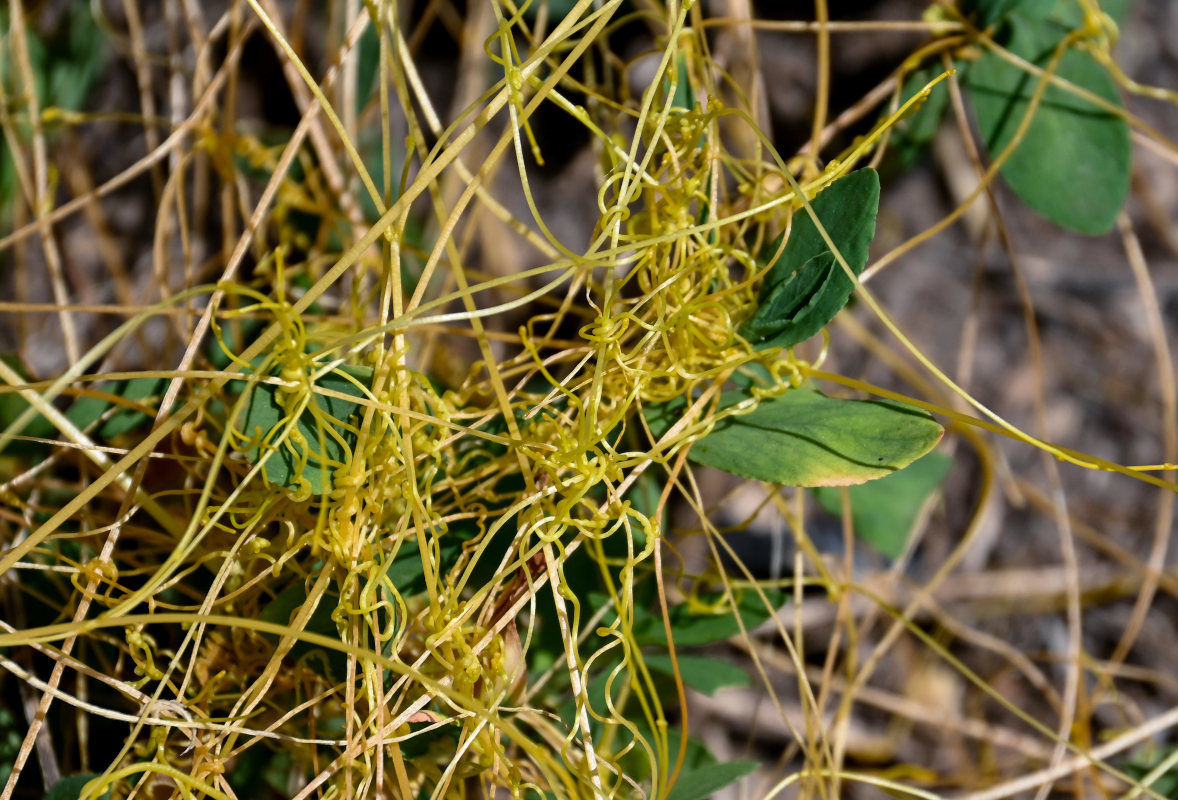 Image of genus Cuscuta specimen.