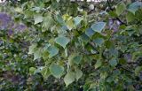 Betula platyphylla. Верхушка ветви с соплодиями. Сахалин, Корсаковский гор. округ, Бирюзовые озёра, подножие каменистого склона. 25.08.2022.