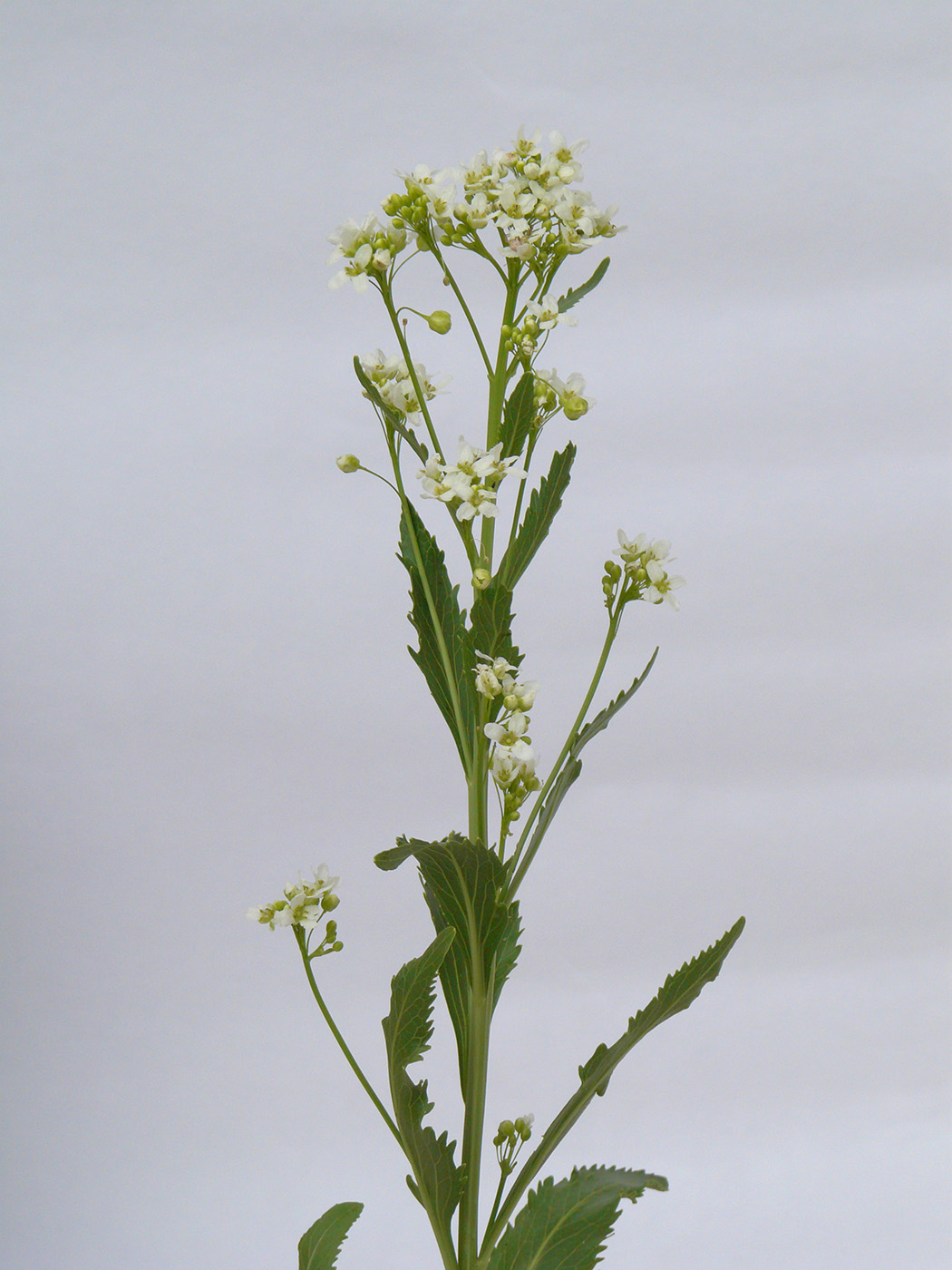Image of Armoracia rusticana specimen.