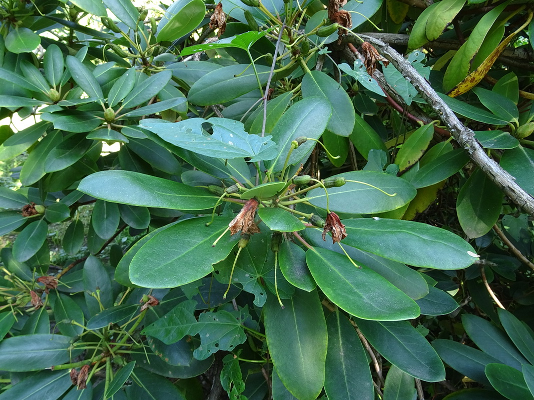 Изображение особи Rhododendron fortunei.