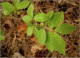 Euonymus verrucosus. Веточка. Удмуртия, Завьяловский р-н, окр. дер. Поварёнки. 11 июня 2010 г.