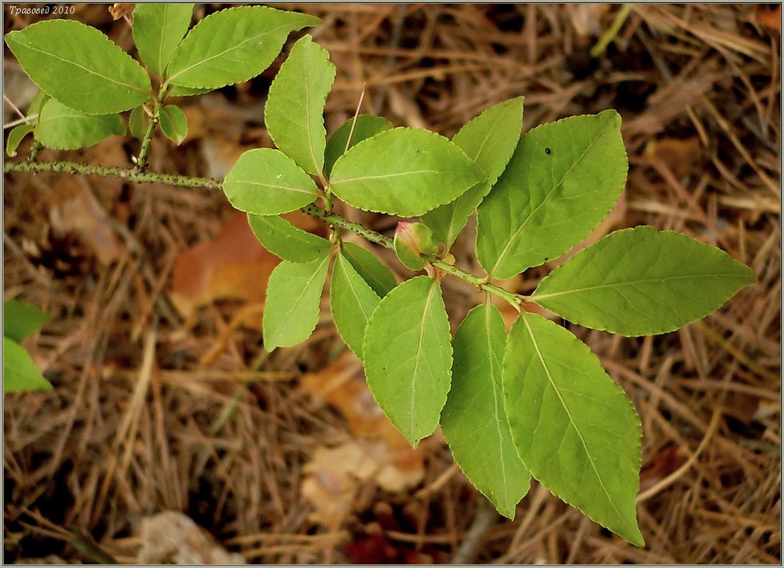 Изображение особи Euonymus verrucosus.