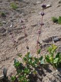 Phlomoides angreni