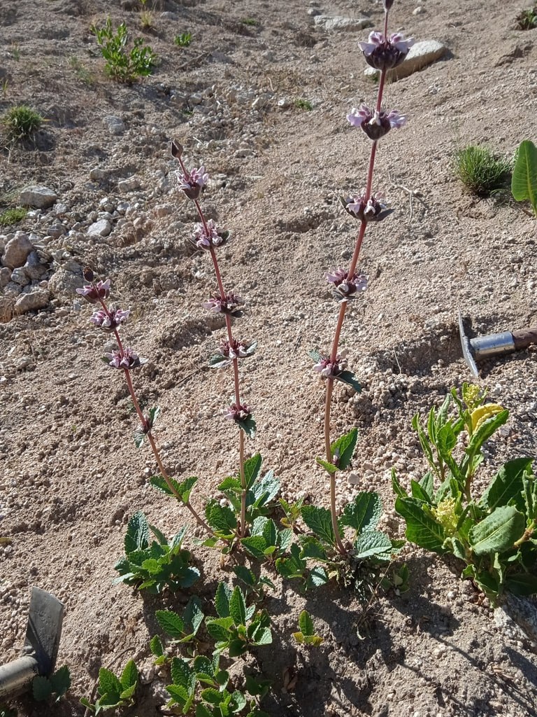 Изображение особи Phlomoides angreni.