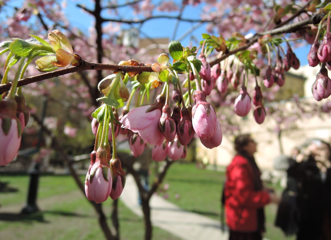 Image of Prunus serrulata specimen.