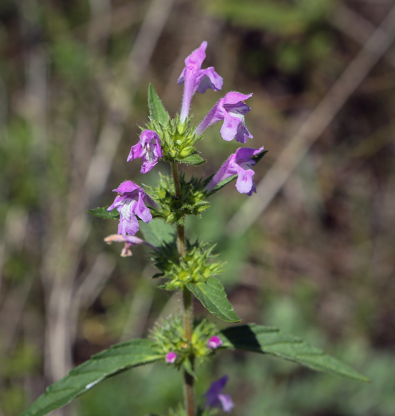 Изображение особи Galeopsis ladanum.