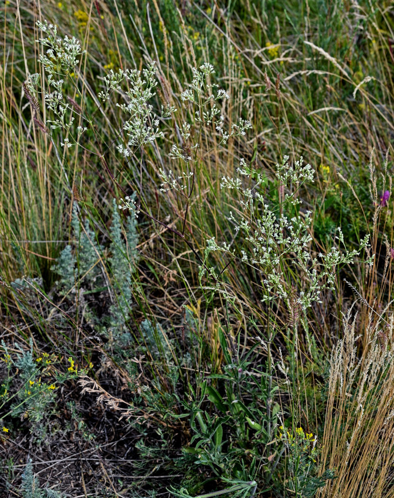 Image of Silene wolgensis specimen.