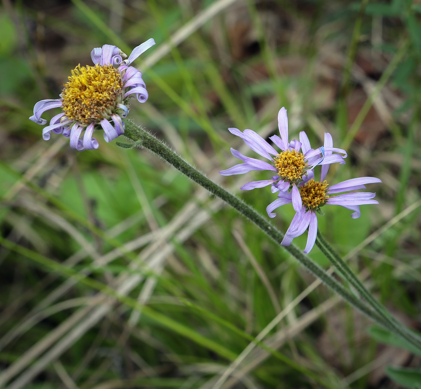 Изображение особи Aster alpinus.