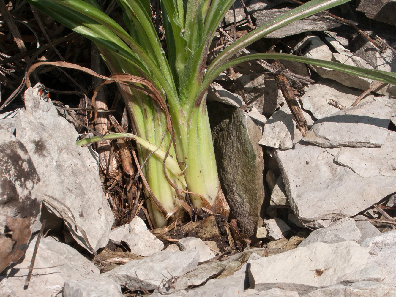 Изображение особи Scorzonera stricta.