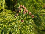 Cryptomeria japonica. Верхушка ветви с шишками. Краснодар, парк \"Краснодар\", Японский сад, в культуре. 01.01.2024.