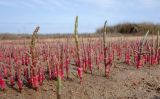 Salicornia perennans