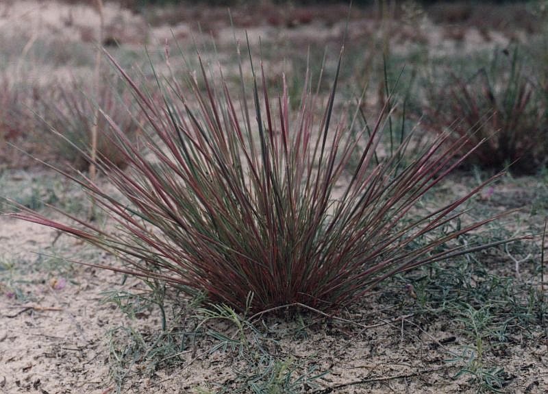 Изображение особи Corynephorus canescens.