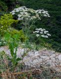 Astrodaucus orientalis. Цветущее растение в сообществе с Lactuca. Армения, обл. Лори, с. Ахпат, ≈ 1000 м н.у.м., у дороги. 24.06.2022.