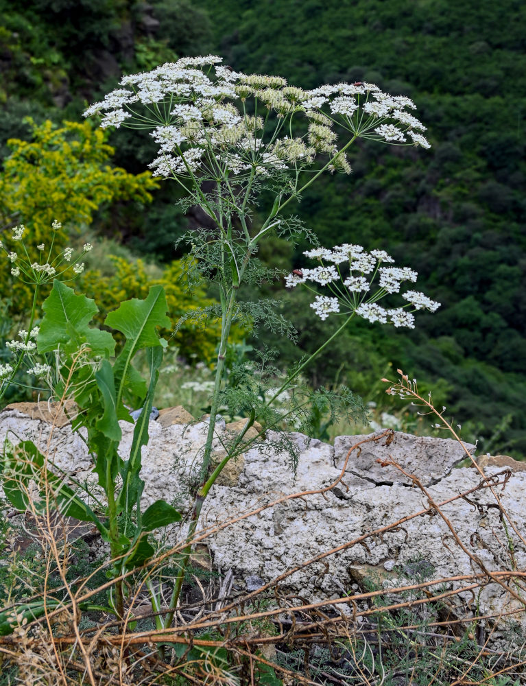 Изображение особи Astrodaucus orientalis.
