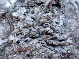 genus Physcia