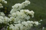 Spiraea media