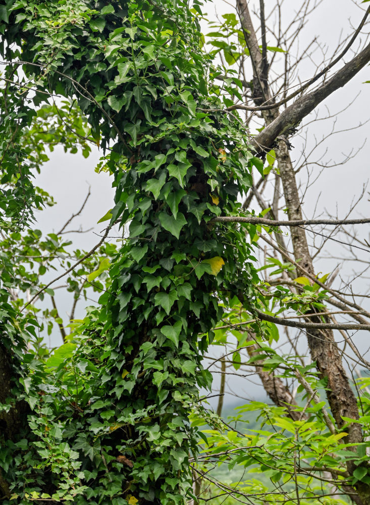Изображение особи Hedera colchica.