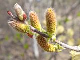 Salix bebbiana. Верхушка побега с развивающимися мужскими соцветиями. Хабаровский край, г. Комсомольск-на-Амуре, дол. руч. Тёплый ключ. 08.05.2024.