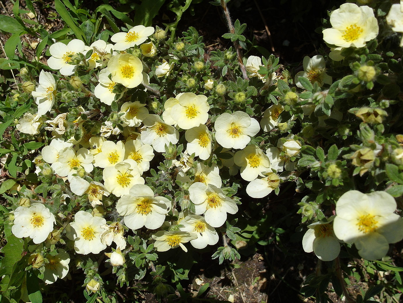 Изображение особи Dasiphora fruticosa.