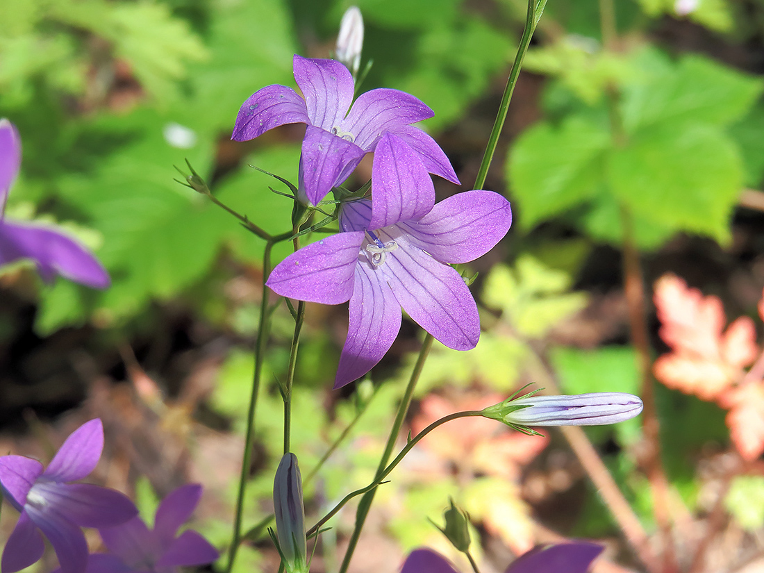 Image of Campanula patula specimen.
