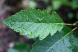 Sorbus mougeotii