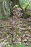 Epipactis helleborine