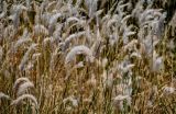 Imperata cylindrica. Верхушки побегов с соплодиями. Египет, мухафаза Асуан, о-в Агилика, сухой склон. 03.05.2023.
