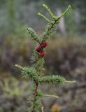 Larix sibirica