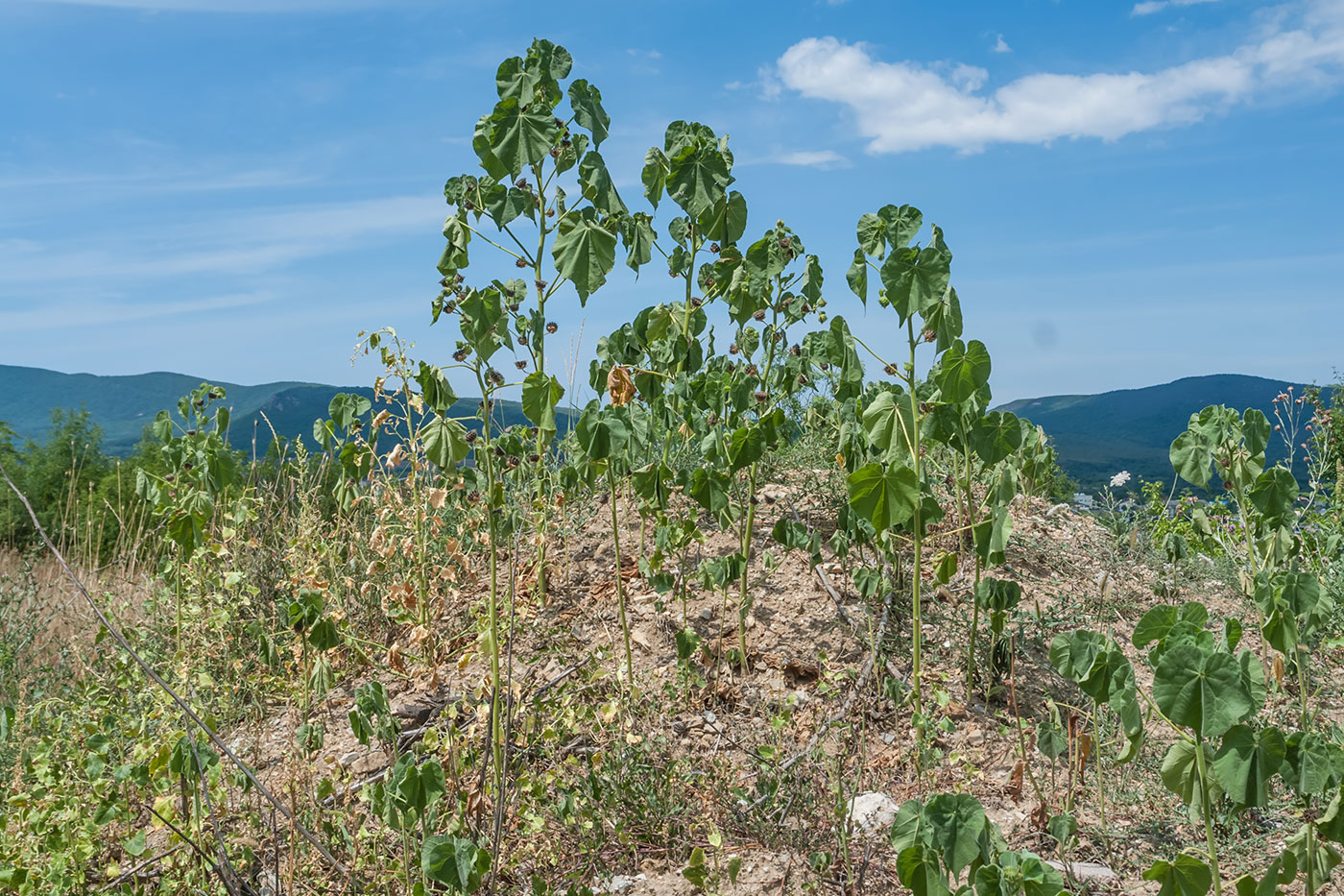 Изображение особи Abutilon theophrasti.