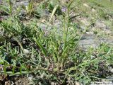 Astragalus campylorhynchus