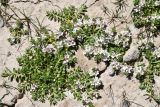 Glaux maritima