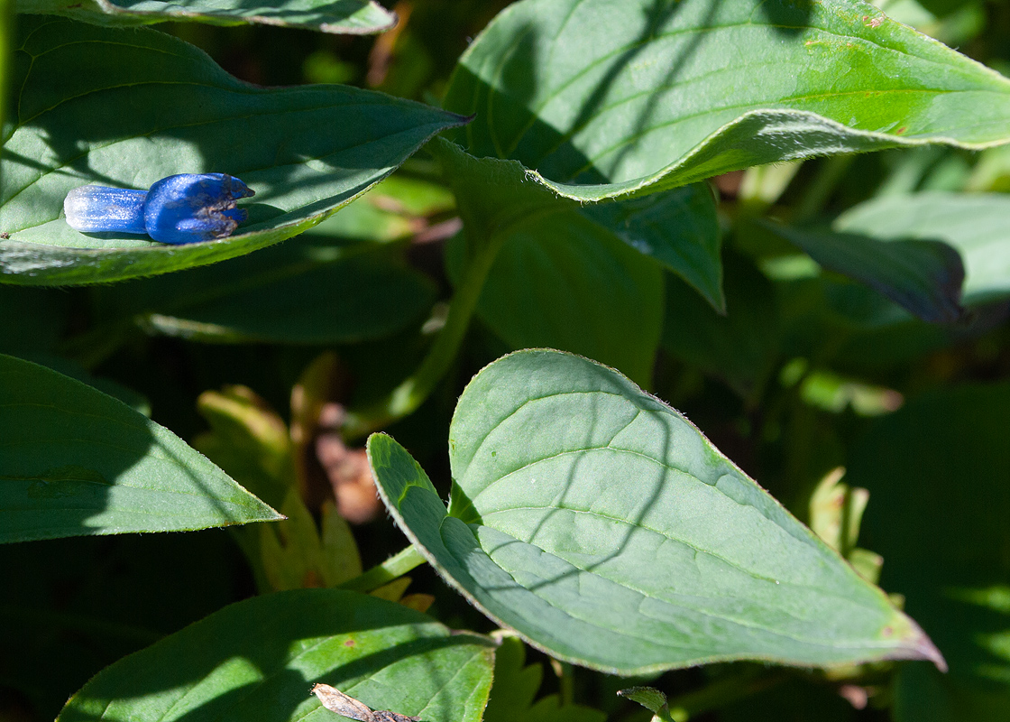 Изображение особи Mertensia pubescens.