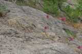 Allium ampeloprasum. Цветущие растения на скале. Крым, Южный Берег, пос. Гурзуф, Чеховский пляж. 03.07.2011.