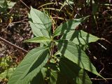 Helianthus tuberosus