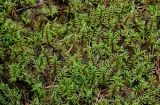 Hylocomium splendens. Веточки вегетирующих растений. Вологодская обл., Сокольский р-н, Оларевская гряда, смешанный лес. 13.07.2024.