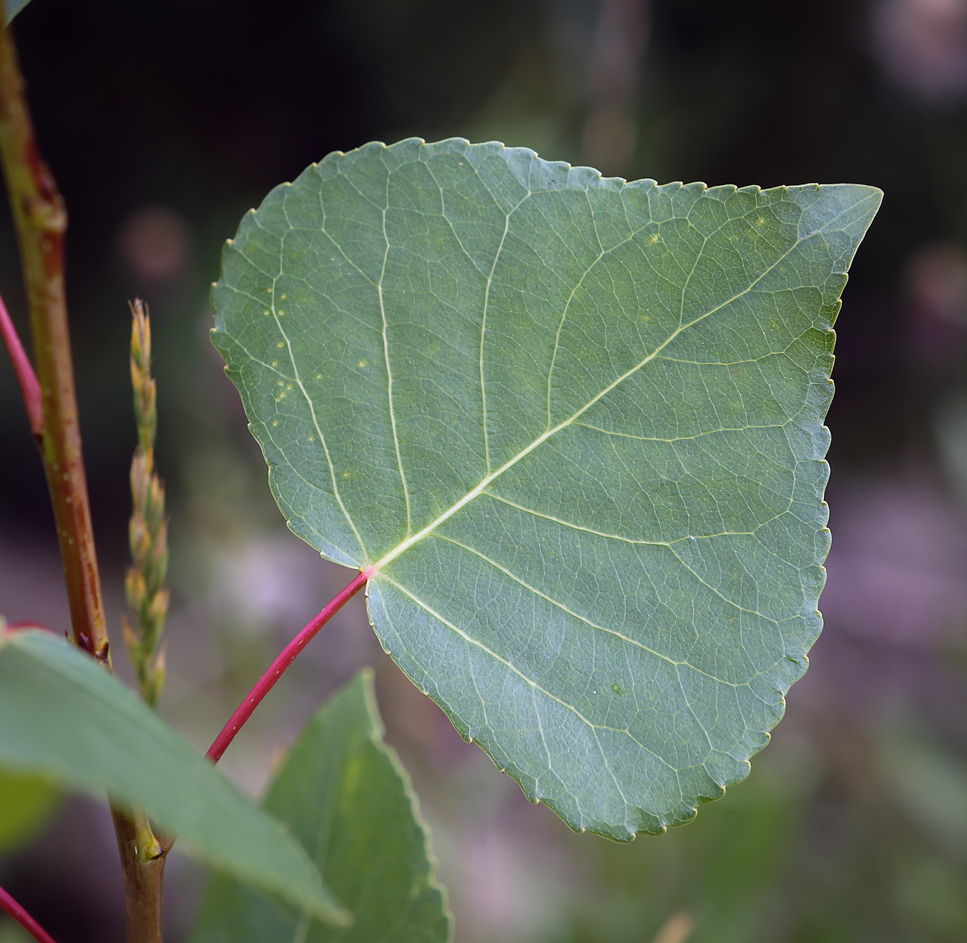 Image of Populus nigra specimen.