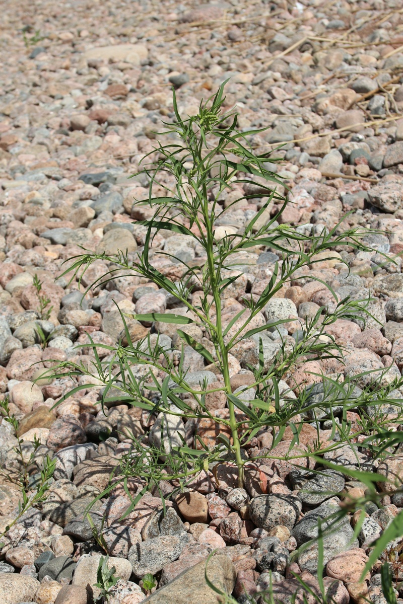 Image of Atriplex littoralis specimen.