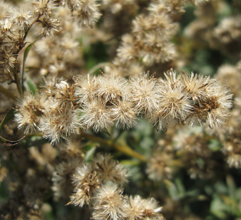 Image of Solidago gigantea specimen.