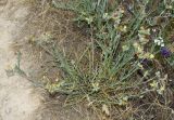 Cousinia pseudomollis. Цветущее растение. Узбекистан, г. Ташкент, Актепа Юнусабадская, обочина тротуара, глинистая почва. 23.05.2015.