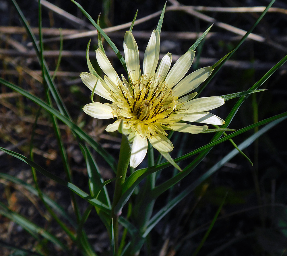 Image of Tragopogon dubius specimen.