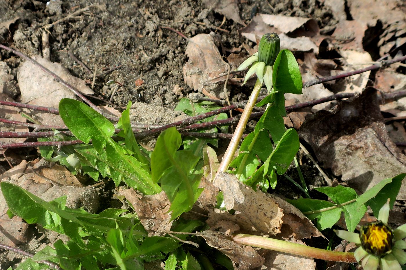 Image of Taraxacum officinale specimen.