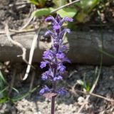 Ajuga reptans