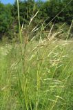 Chrysopogon gryllus