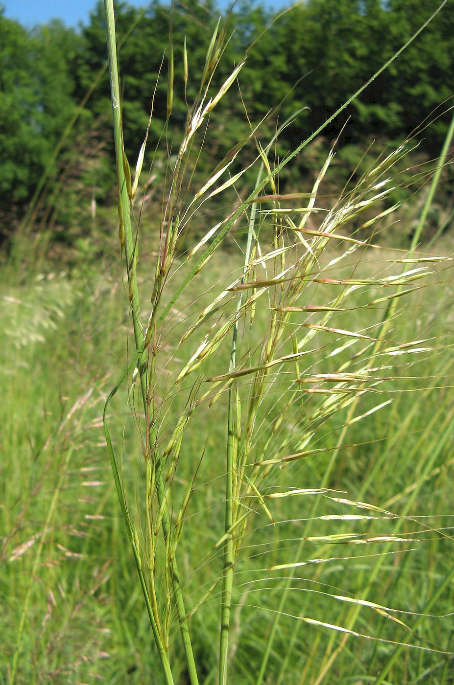 Image of Chrysopogon gryllus specimen.