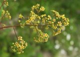 Cotinus coggygria
