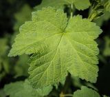 Ribes rubrum