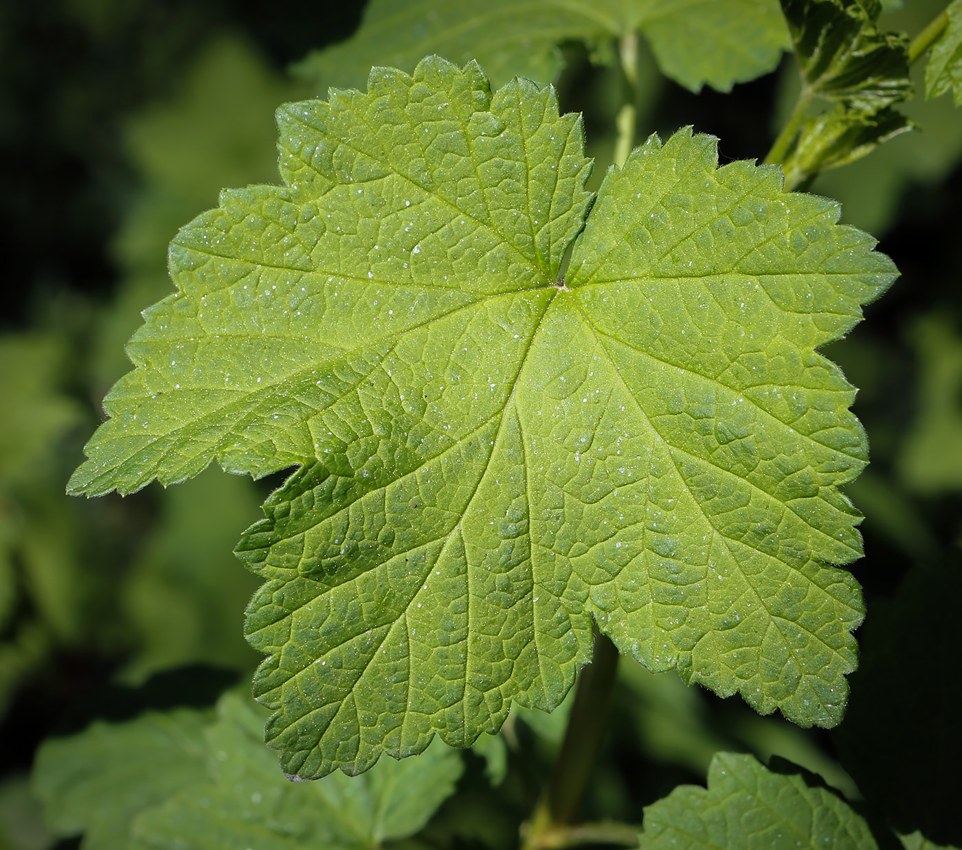 Image of Ribes rubrum specimen.